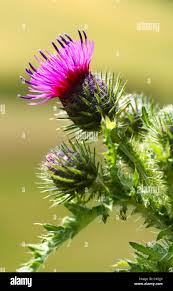 Attēlu rezultāti vaicājumam “Cirsium palustre flower”