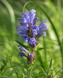 Attēlu rezultāti vaicājumam “Dracocephalum ruyschiana”