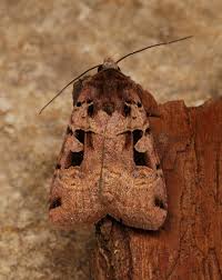 Attēlu rezultāti vaicājumam “Xestia triangulum”