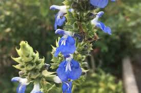 Attēlu rezultāti vaicājumam “Viola uliginosa leaf”