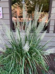 Attēlu rezultāti vaicājumam “Calamagrostis canescens leaf”