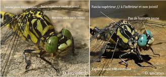 Attēlu rezultāti vaicājumam “Onychogomphus forcipatus”