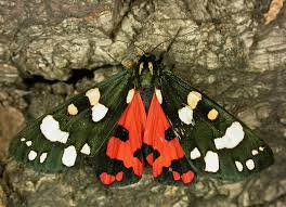 Attēlu rezultāti vaicājumam “Callimorpha dominula imago”