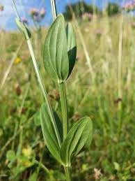 Attēlu rezultāti vaicājumam “Centaurium erythraea leaf”