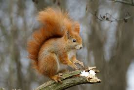 Attēlu rezultāti vaicājumam “Sciurus vulgaris”