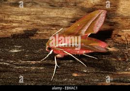 Attēlu rezultāti vaicājumam “Deilephila elpenor imago”