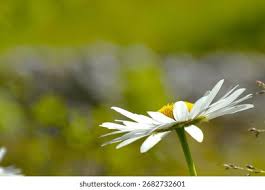 Attēlu rezultāti vaicājumam “Leucanthemum vulgare”