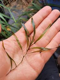 Attēlu rezultāti vaicājumam “Potamogeton compressus leaf”