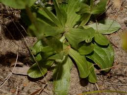 Attēlu rezultāti vaicājumam “Centaurium erythraea leaf”