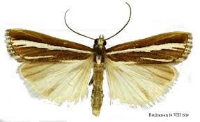 Attēlu rezultāti vaicājumam “Catoptria fulgidella”