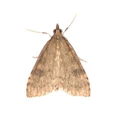 Attēlu rezultāti vaicājumam “Udea prunalis”