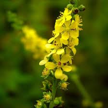 Attēlu rezultāti vaicājumam “Agrimonia pilosa”