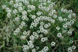Image result for Alyssum saxatile