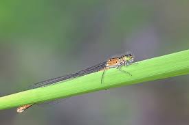 Attēlu rezultāti vaicājumam “Coenagrion armatum”