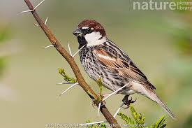 Image result for Passer hispaniolensis