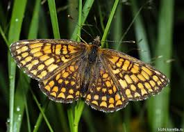 Attēlu rezultāti vaicājumam “Mellicta athalia”