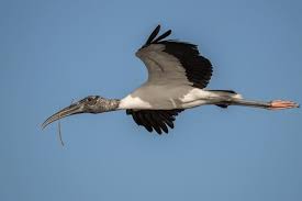 Attēlu rezultāti vaicājumam “Ciconiiformes”