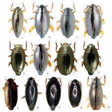 Attēlu rezultāti vaicājumam “Gyrinidae”