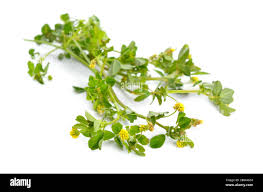 Attēlu rezultāti vaicājumam “Trifolium dubium bud”