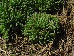 Attēlu rezultāti vaicājumam “Sedum hispanicum leaf”