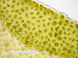 Attēlu rezultāti vaicājumam “Radula complanata sporophyte”