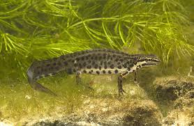 Attēlu rezultāti vaicājumam “Triturus vulgaris male”