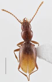 Attēlu rezultāti vaicājumam “Pterostichus aterrimus”