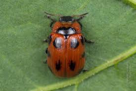 Attēlu rezultāti vaicājumam “Gonioctena viminalis”