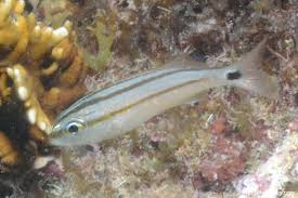 Image result for Haemulon aurolineatum