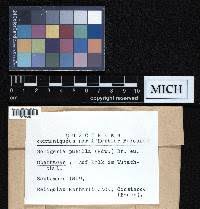 Attēlu rezultāti vaicājumam “Seligeria pusilla”