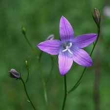 Image result for Campanula patula