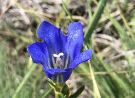 Attēlu rezultāti vaicājumam “Gentiana pneumonanthe flower”