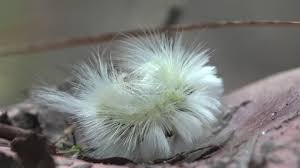 Attēlu rezultāti vaicājumam “Acronicta leporina larva”