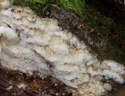 Attēlu rezultāti vaicājumam “Physisporinus sanguinolentus”