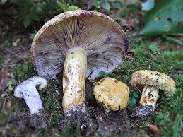 Attēlu rezultāti vaicājumam “Lactarius repraesentaneus”