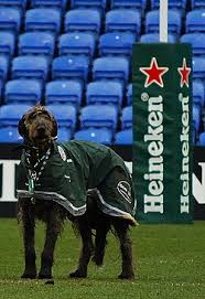 Image result for London Irish Rfc