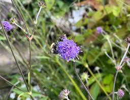 Image result for Succisa pratensis