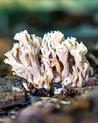 Attēlu rezultāti vaicājumam “Clavulina coralloides”