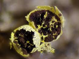 Attēlu rezultāti vaicājumam “Physarum oblatum macro”