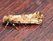 Attēlu rezultāti vaicājumam “Morophaga choragella”