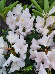 Attēlu rezultāti vaicājumam “Rhododendron catawbiense”