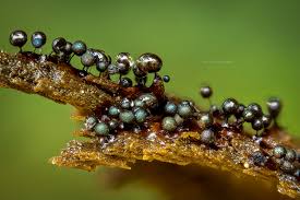 Attēlu rezultāti vaicājumam “Lamproderma pseudomaculatum”