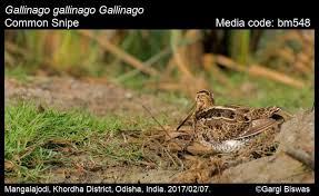 Image result for Gallinago gallinago