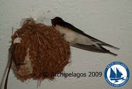 Attēlu rezultāti vaicājumam “Hirundo rustica nest”
