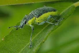 Attēlu rezultāti vaicājumam “Chlorophanus viridis”