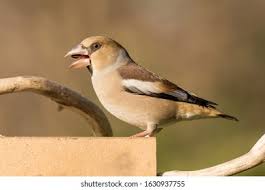 Attēlu rezultāti vaicājumam “Coccothraustes coccothraustes adult”