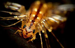 Attēlu rezultāti vaicājumam “Myriapoda”