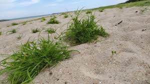 Attēlu rezultāti vaicājumam “Carex arenaria”