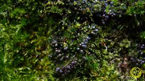 Attēlu rezultāti vaicājumam “Lamproderma columbinum”