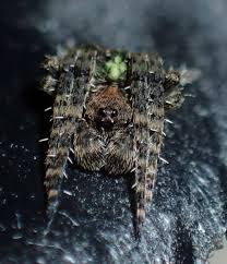 Attēlu rezultāti vaicājumam “Gibbaranea gibbosa”